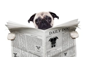 Toosa paasto, vihjepaikka blogi, koira lukee lehteä